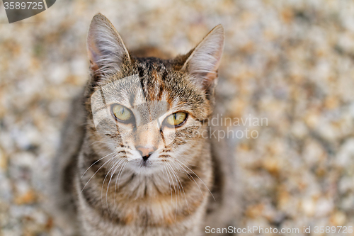 Image of Brown cat