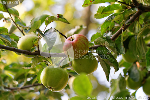 Image of Green apple