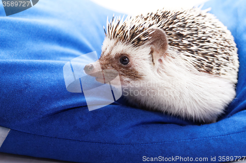 Image of Cute hedgehog