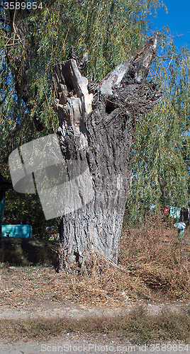 Image of tree trunk