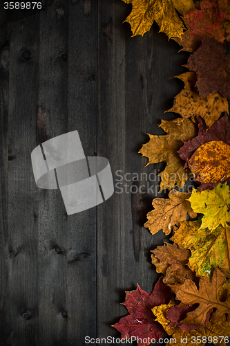 Image of Wood autumn background