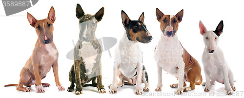 Image of bull terriers