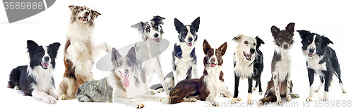 Image of border collies