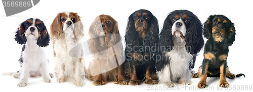 Image of six cavalier king charles