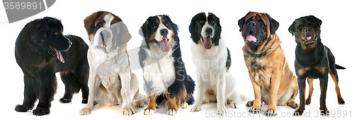 Image of giant dogs