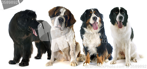 Image of mountain dogs