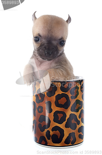 Image of puppy chihuahua in cup