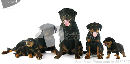 Image of puppies and adults rottweiler