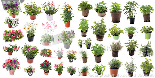 Image of aromatic herbs and flower plants