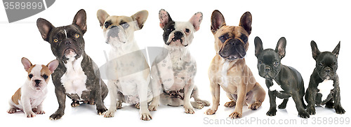 Image of french bulldogs