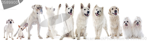 Image of white dogs
