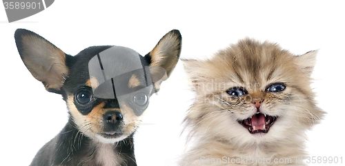 Image of puppy chihuahua and kitten