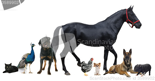 Image of group of animals