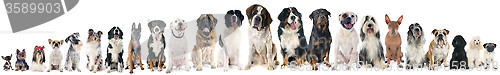 Image of group of dogs