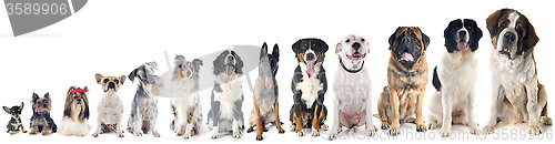 Image of group of dogs