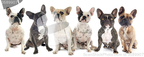 Image of french bulldogs 