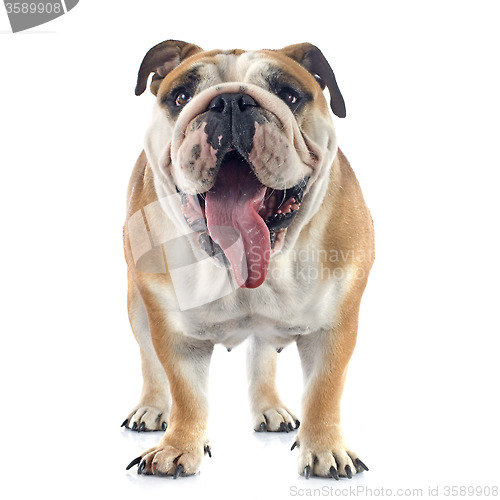 Image of english bulldog