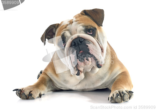 Image of english bulldog