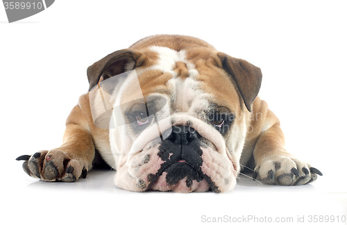 Image of english bulldog