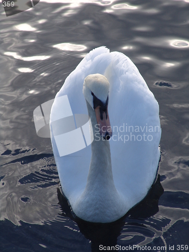 Image of Swan on Lake