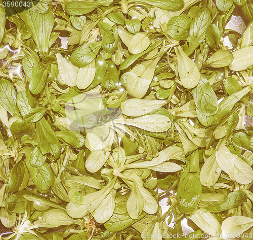 Image of Retro looking Green salad vegetables