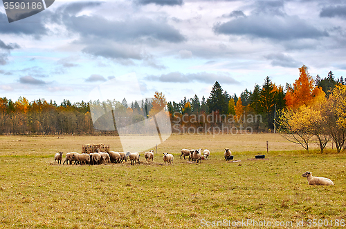 Image of autumn landscape with sheep