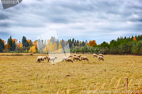 Image of autumn landscape with sheep