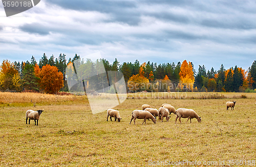 Image of autumn landscape with sheep