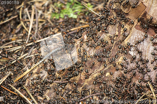 Image of Ants colony