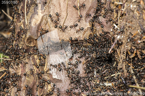 Image of Ants colony