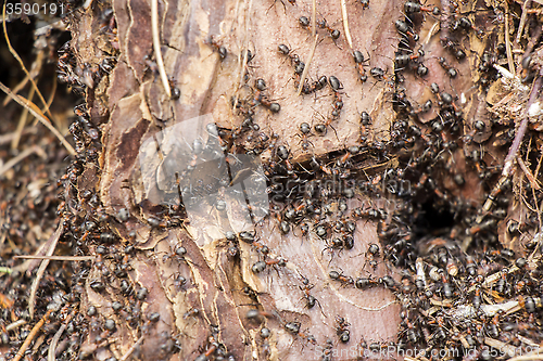Image of Ants colony