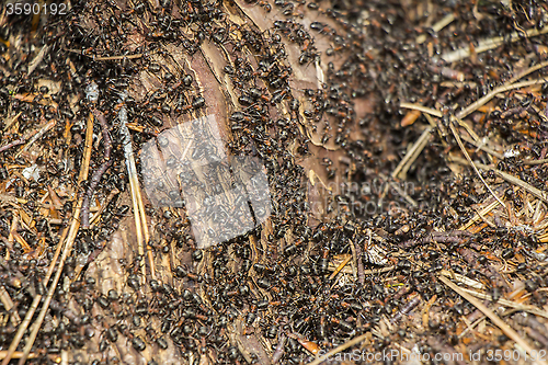 Image of Ants colony