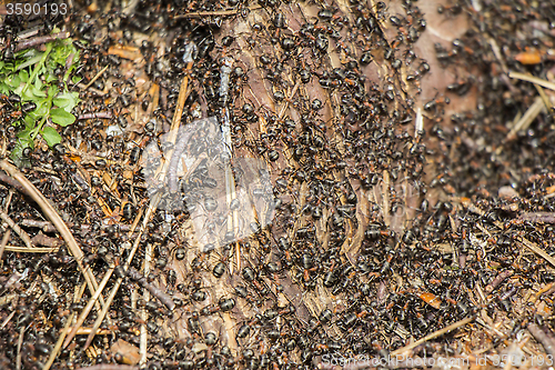 Image of Ants colony