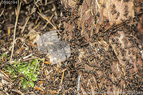 Image of Ants colony