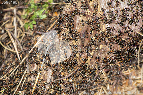 Image of Ants colony