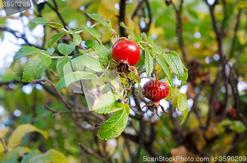Image of Rosehip