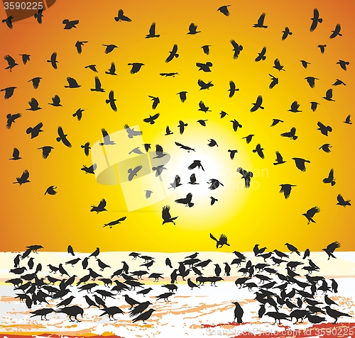 Image of Crows in winter at sunset 