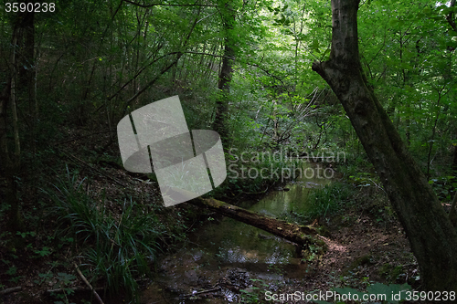 Image of Hiking in forest