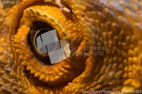 Image of Eye of a Bearded Dragon