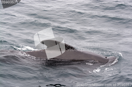 Image of Pilot Whales