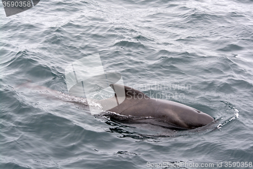 Image of Pilot Whales