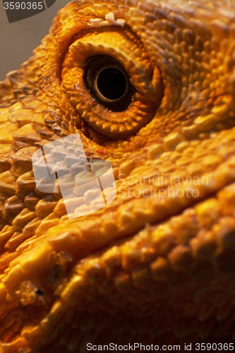 Image of Eye of a Bearded Dragon