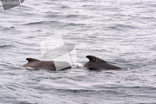 Image of Pilot Whales