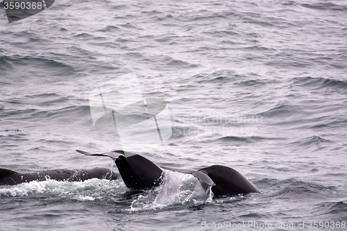 Image of Pilot Whales