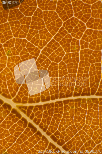 Image of Autumn Leaf