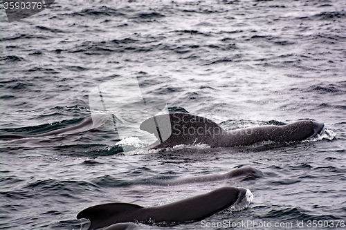 Image of Pilot Whales