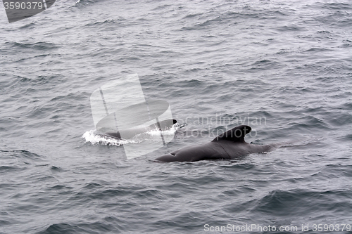 Image of Pilot Whales