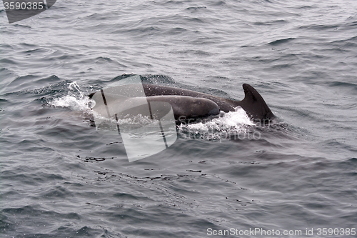 Image of Pilot Whales