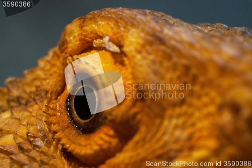 Image of Eye of a Bearded Dragon