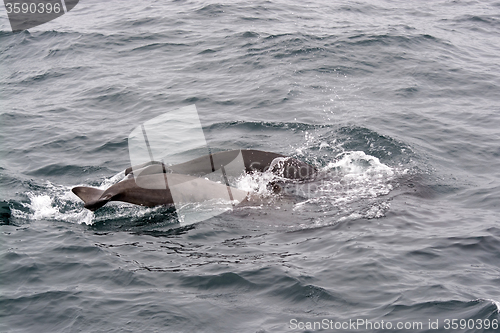 Image of Pilot Whales